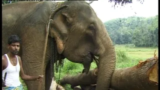 Sloni žijí do sta let