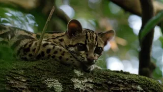 Ocelot a já