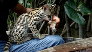 Ocelot a já