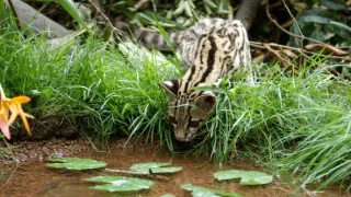 Ocelot a já