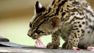 Ocelot a já