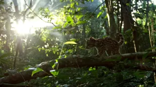Ocelot a já