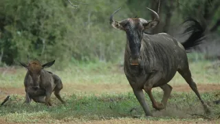 Na cestě po jihoafrické Mpumalanze