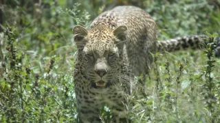 Na cestě po jihoafrické Mpumalanze