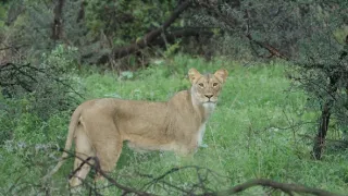 Na cestě po jihoafrické Mpumalanze