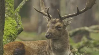 Příroda Nizozemska