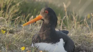 Příroda Nizozemska