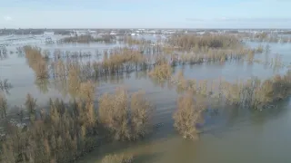 Příroda Nizozemska