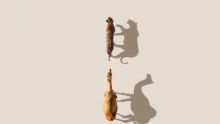 Zázračná planeta: Savci (6/6)