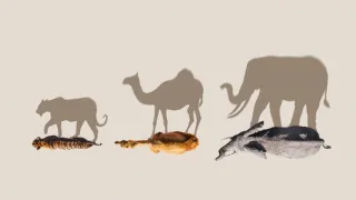 Zázračná planeta: Savci (6/6)