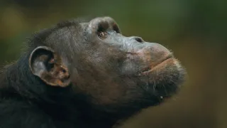 Zázračná planeta: Savci (6/6)