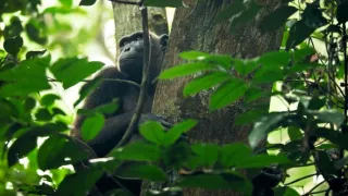 Zázračná planeta: Savci (6/6)