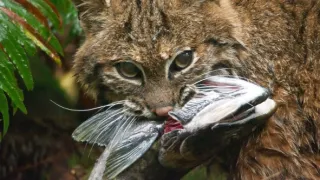 Zázračná planeta: Savci (6/6)