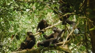 Zázračná planeta: Savci (6/6)