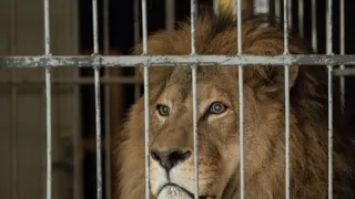 Pět mrtvých psů (3/3)