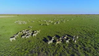 Rok v africké divočině (4)