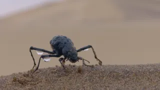 Rok v africké divočině (4)