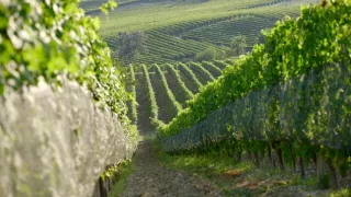 Milovníci vína (11/12)