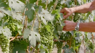 Milovníci vína (11/12)