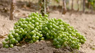 Milovníci vína (11/12)