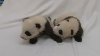 Příběhy zvířecích miminek II