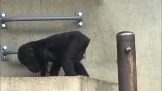 Příběhy zvířecích miminek II