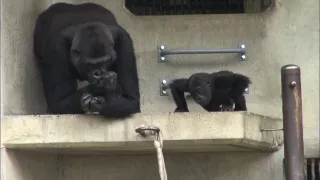 Příběhy zvířecích miminek II