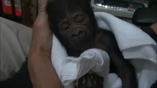 Příběhy zvířecích miminek II