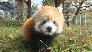 Příběhy zvířecích miminek II