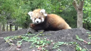 Příběhy zvířecích miminek II