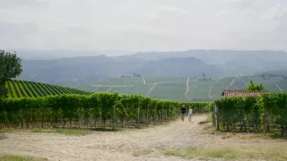 Milovníci vína (11/12)