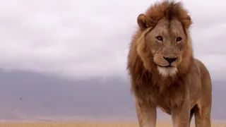 Nejdokonalejší tvorové v umění přežít (5/5)