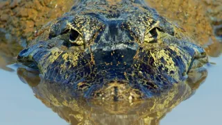 Nejdokonalejší tvorové v umění přežít (5/5)