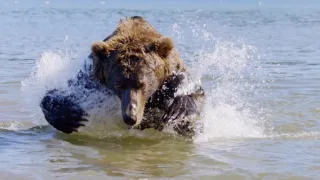 Nejdokonalejší tvorové v umění přežít (5/5)