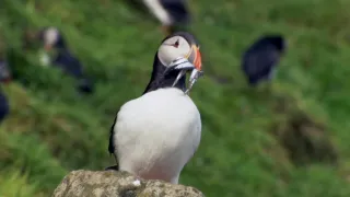 Nejdokonalejší tvorové v umění přežít (5/5)