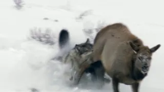 Nejdokonalejší tvorové v umění přežít (5/5)