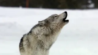 Nejdokonalejší tvorové v umění přežít (5/5)