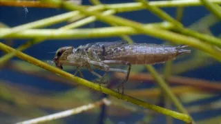 Nejdokonalejší tvorové v umění přežít (5/5)