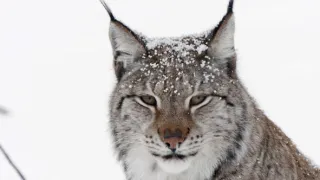 Nejdokonalejší tvorové v umění přežít (5/5)