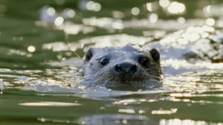 Nejdokonalejší tvorové v umění přežít (5/5)