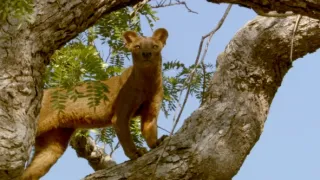 Nejdokonalejší tvorové v umění přežít (5/5)