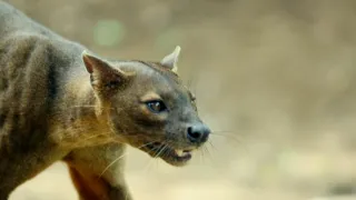 Nejdokonalejší tvorové v umění přežít (5/5)