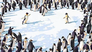 Happy Feet