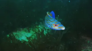 Příroda Walesu (2/2)