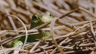 Příroda Walesu (2/2)