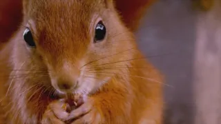 Příroda Walesu (2/2)