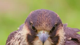 Příroda Walesu (2/2)