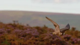 Příroda Walesu (2/2)