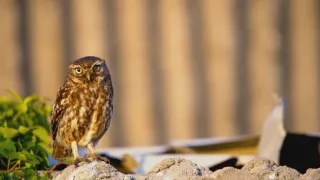 Příroda Walesu (2/2)