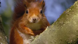 Příroda Walesu (2/2)